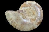 Sliced, Agatized Ammonite Fossil (Half) - Jurassic #100550-1